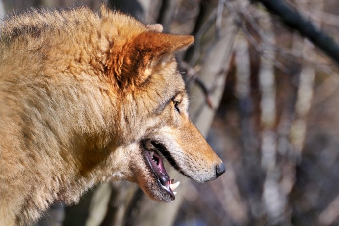 Горный Динго