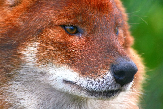 Коричневая волчица