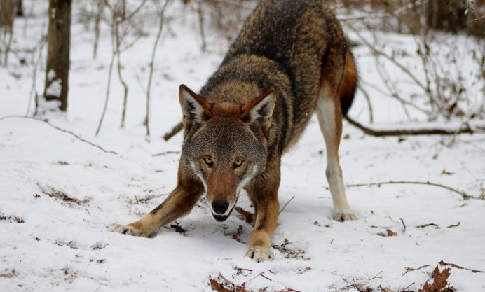 Красный волк потомство