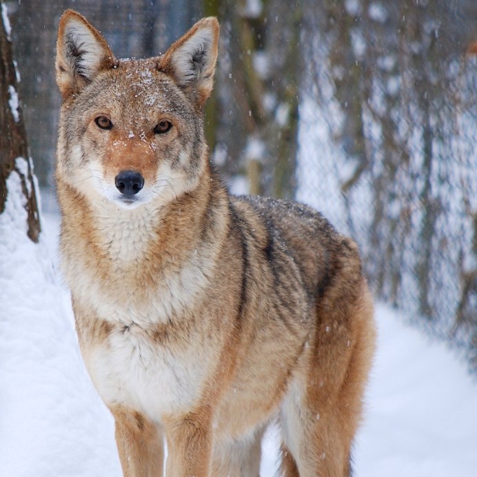 Степной рыжий волк