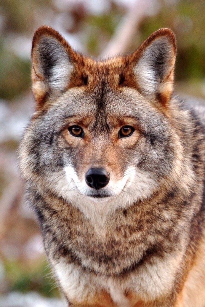 Волк Скалица