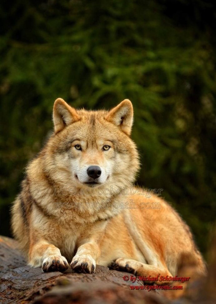 Степной рыжий волк