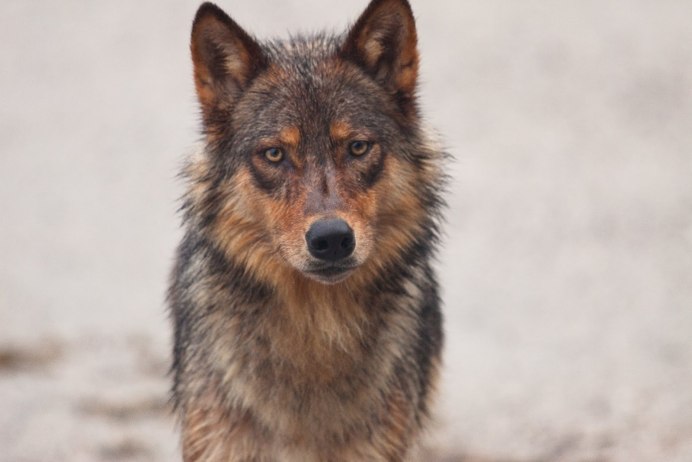 Моголлонский горный волк