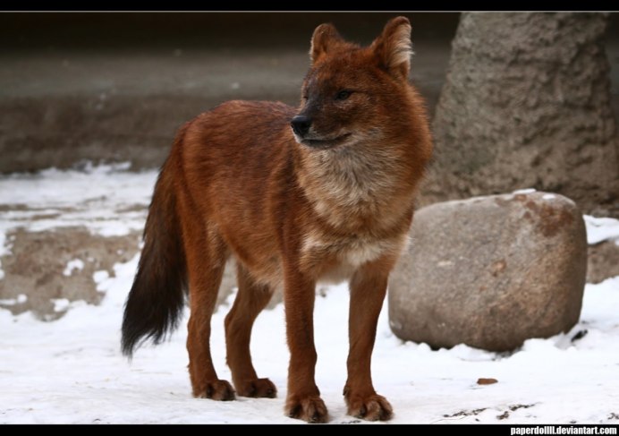 Серо рыжий волк