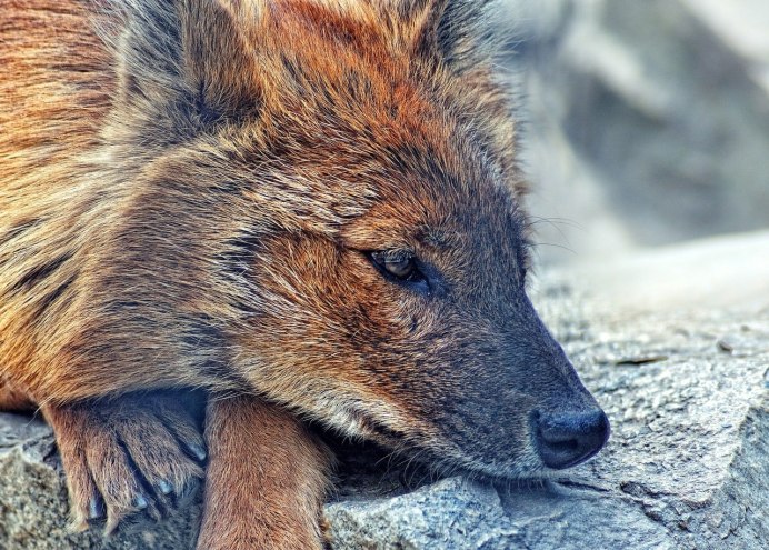 Волкособ рыжий