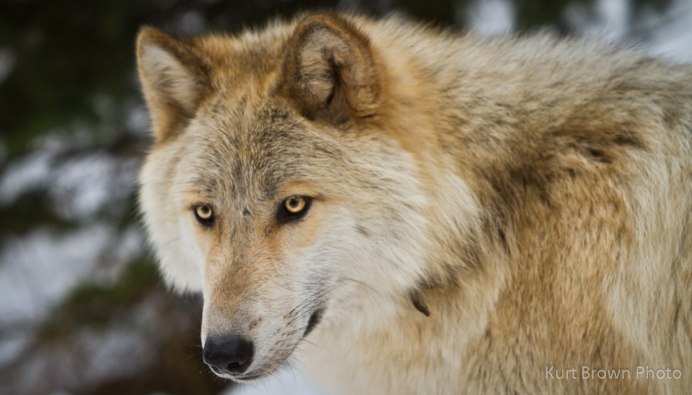 Арабский волк и человек