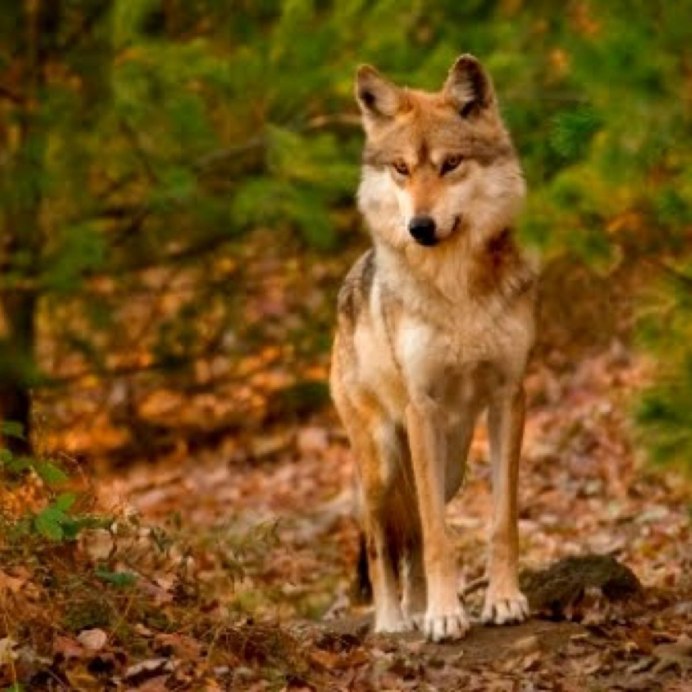 Флоридский чёрный волк