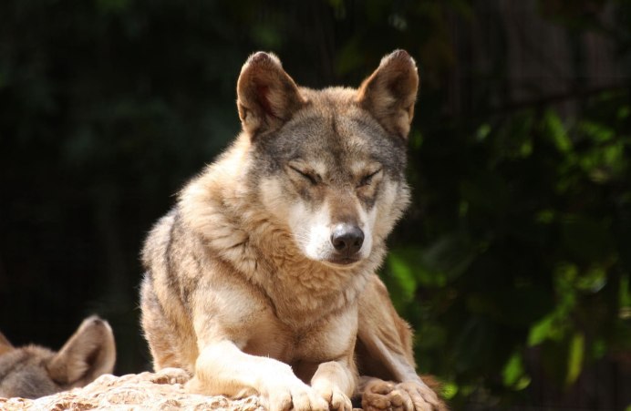 Койволк – гибрид койота и волка