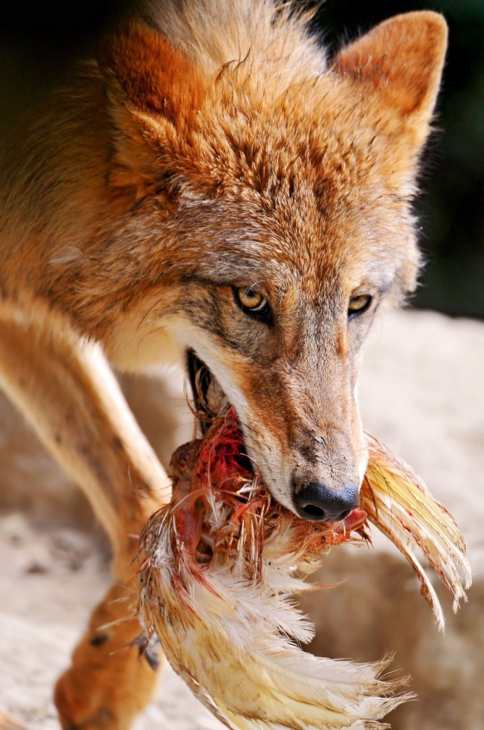 Серый волк Канис Люпус