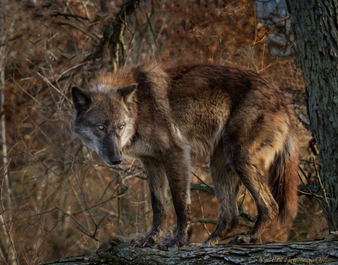 Волк (лат. Canis Lupus)