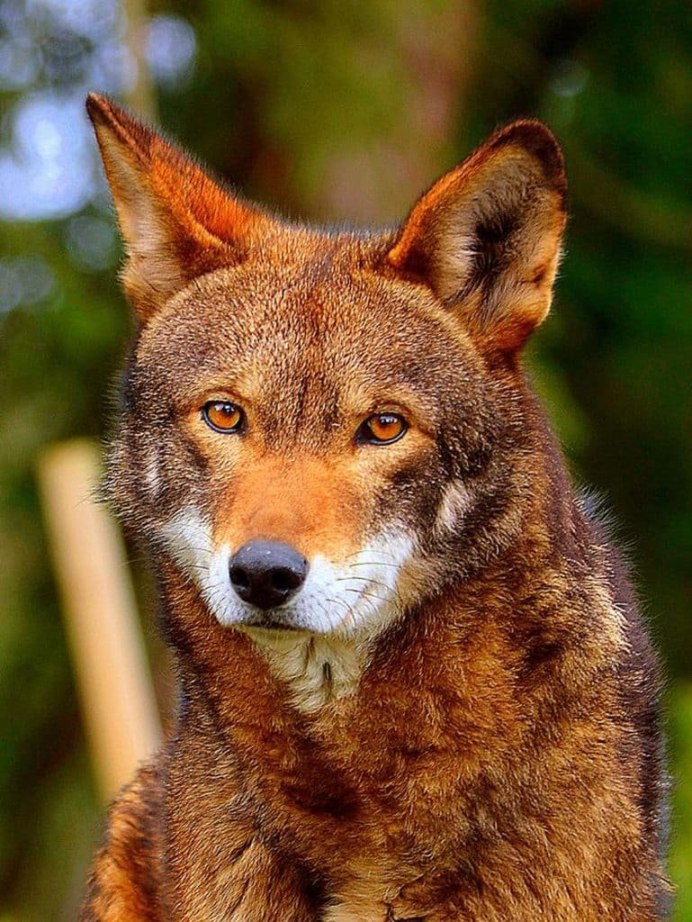 Красный волк