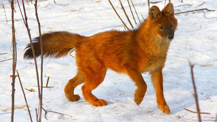 Волк Дальневосточный