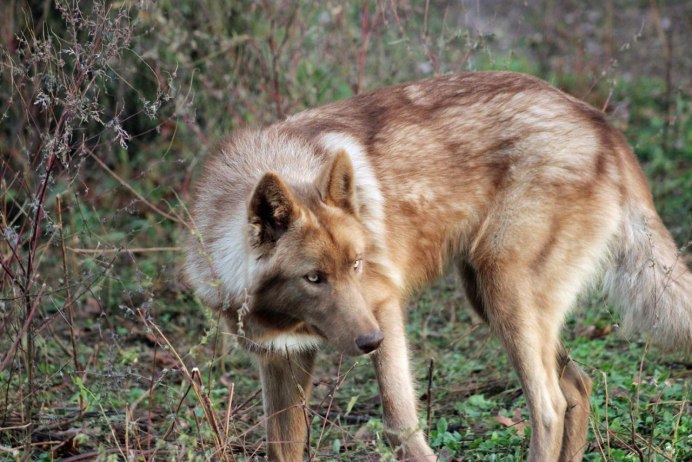 Косоглазый волк фото