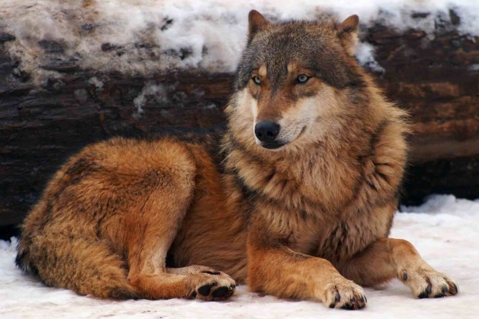 Американский рыжий волк