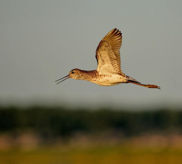 Кулик Фифи в полете