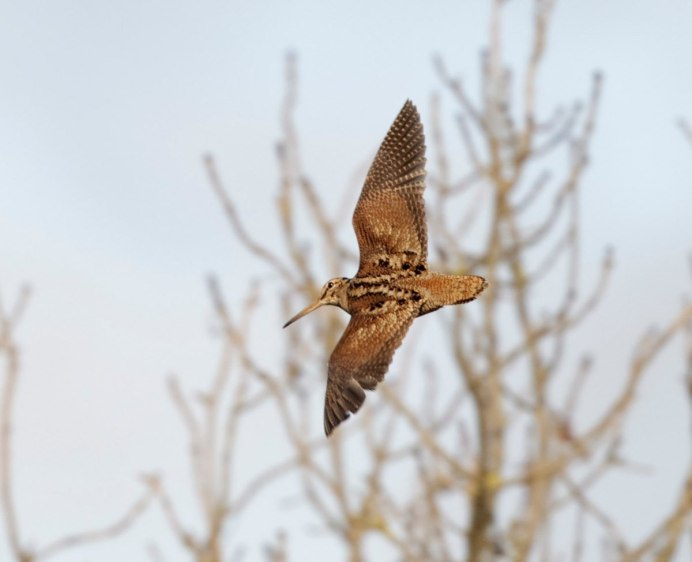 Вальдшнеп полет
