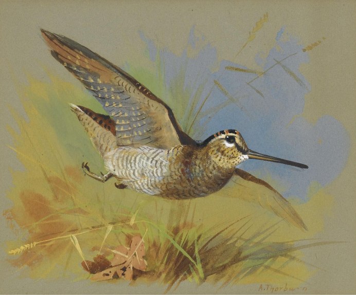 Пернатая дичь