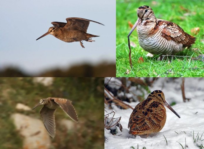 Вальдшнеп птица летает