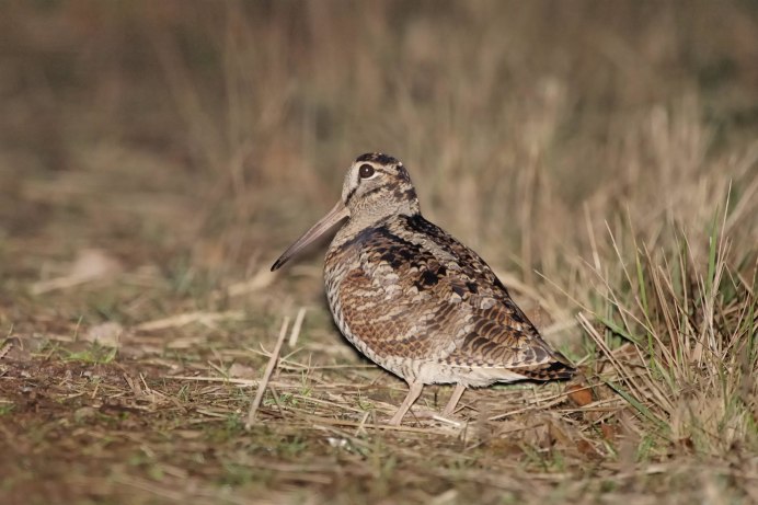 Вальдшнеп и Бекас птица