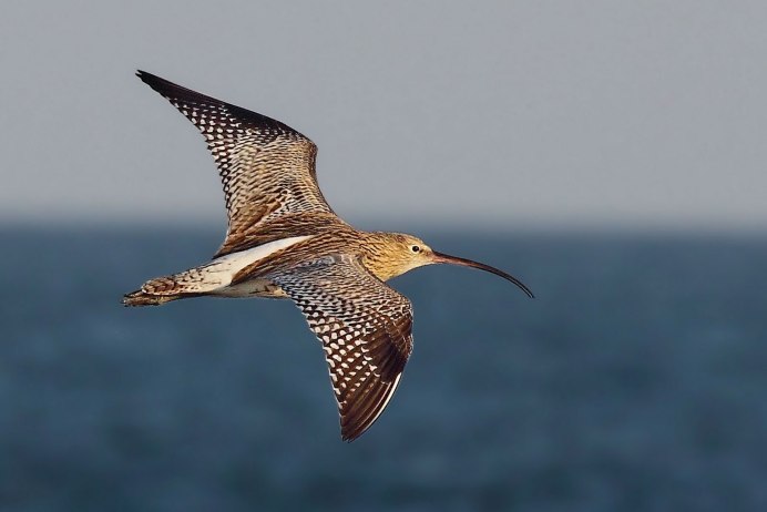 Вальдшнеп ареал