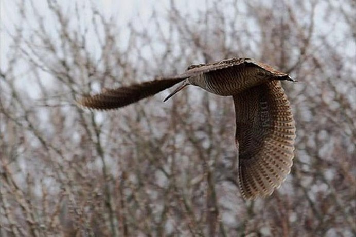 Вальдшнеп Бекас Кулик