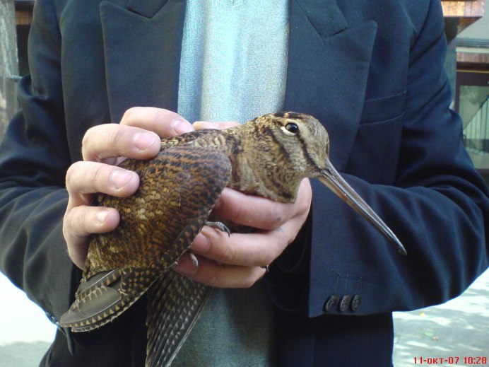 Кулик дупель