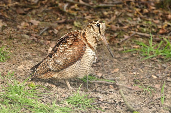 Вальдшнеп в полете фото