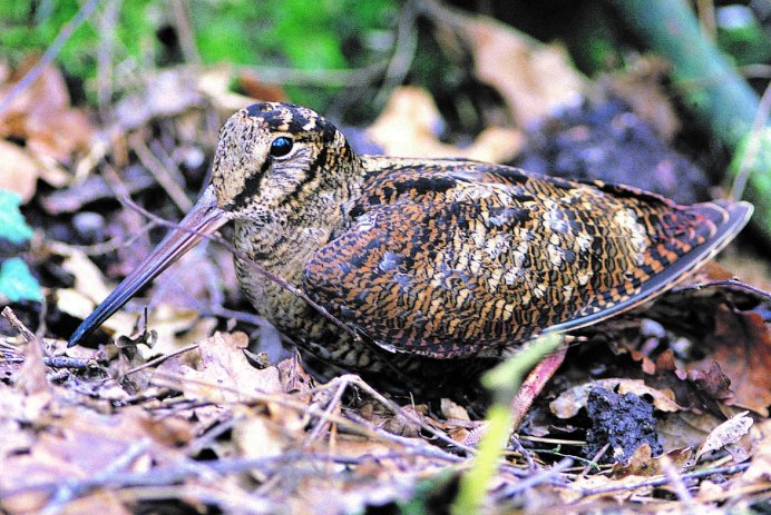 Кулик кроншнеп в полете