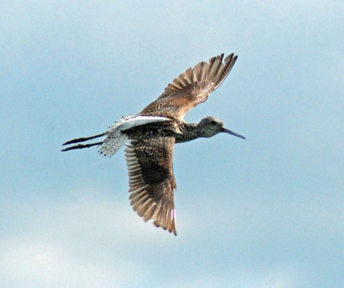 Кулик Фифи в полете