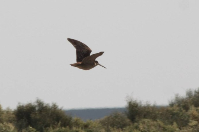 Птица Кулик вальдшнеп