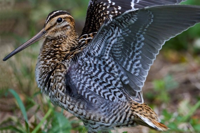 Вальдшнеп птица