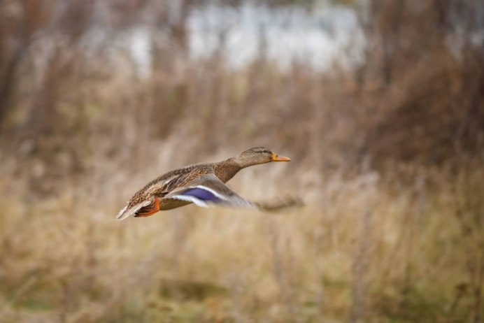 Лесной Кулик вальдшнеп