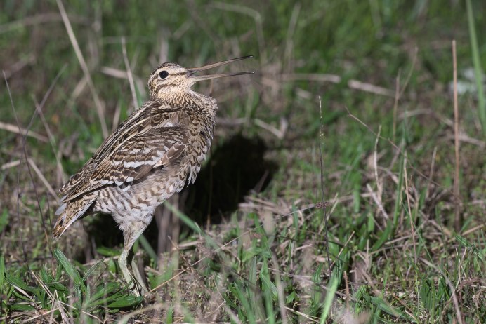 Длинноносый дупель
