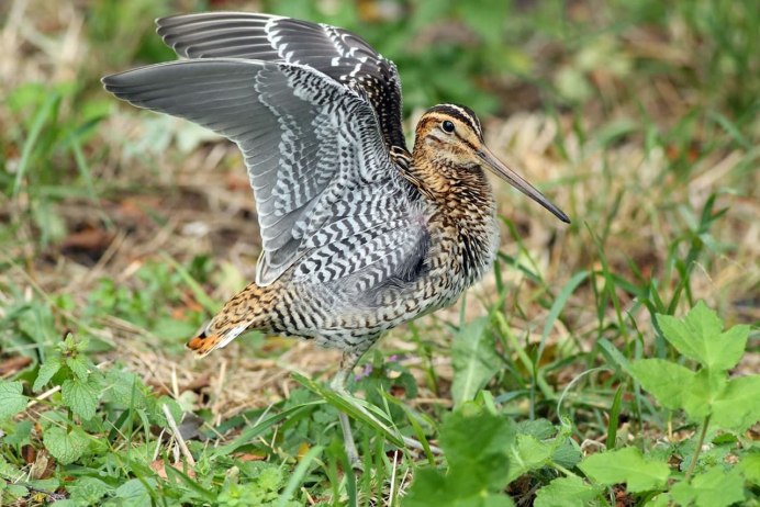 Вальдшнеп кроншнеп Бекас