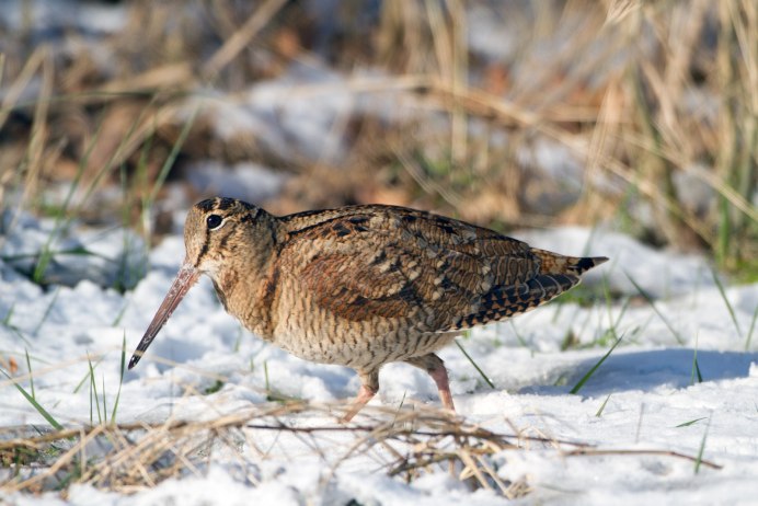 Кулик кроншнеп в полете
