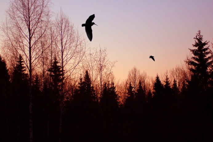 Краснокнижный вальдшнеп