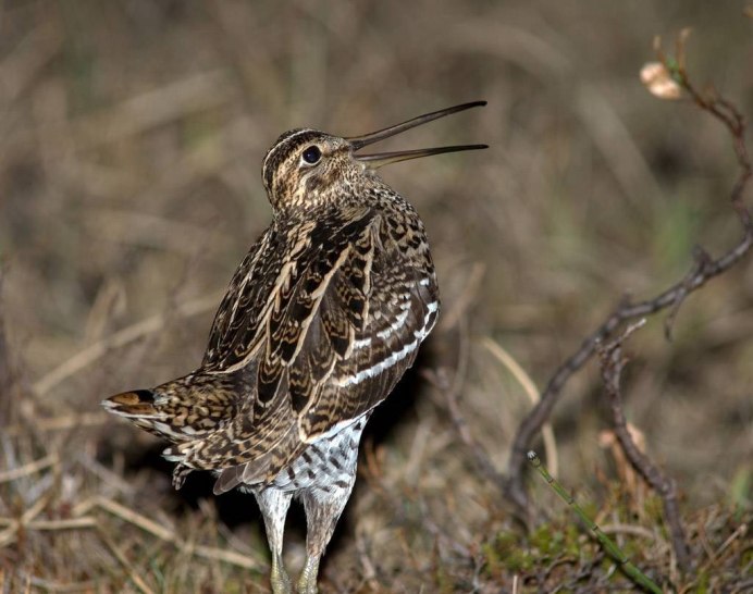 Глаза вальдшнепа