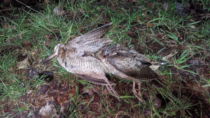 Токовый полет вальдшнепа