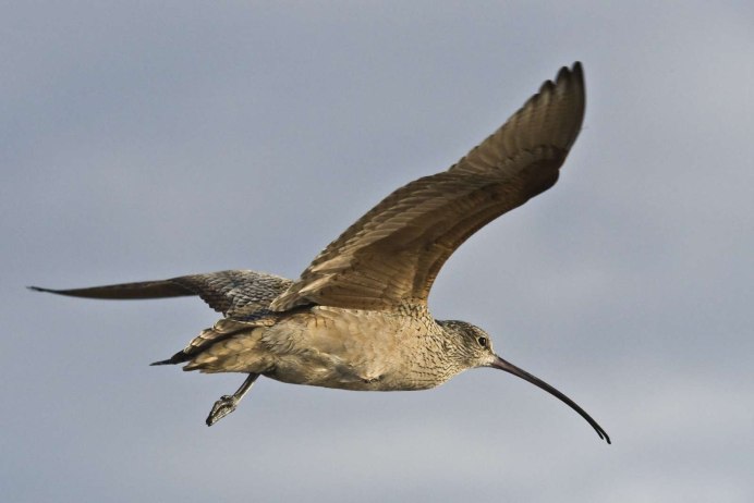 Вальдшнеп полет