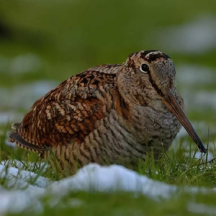 Птица Кулик вальдшнеп