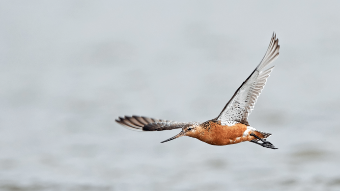Чибис дупель вальдшнеп