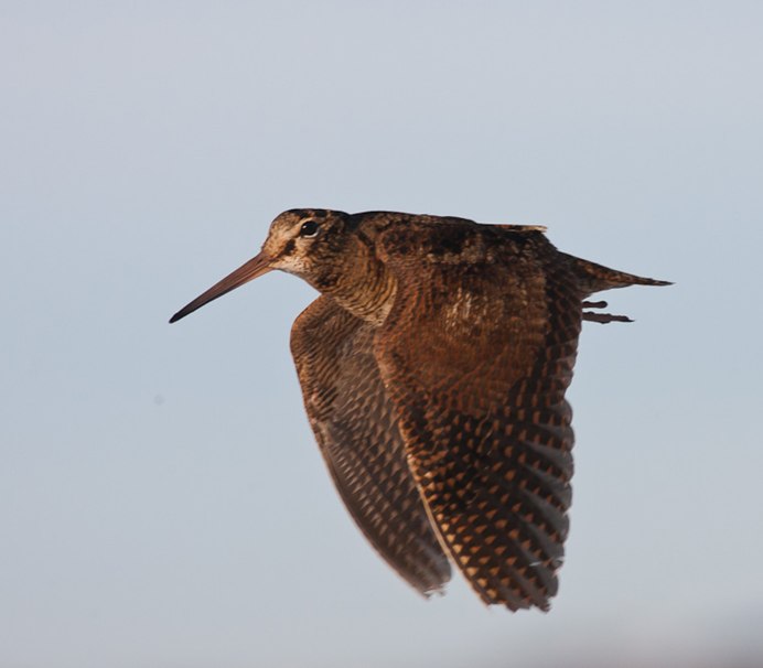 Вальдшнеп полет