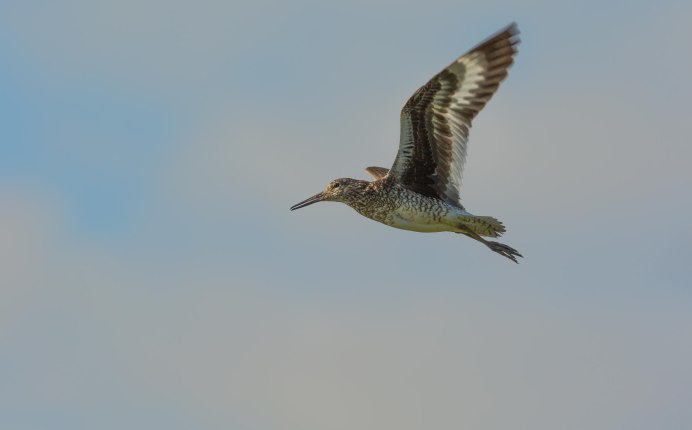 Кулик Черныш полет