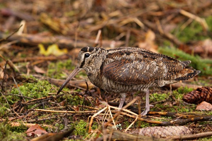 Вальдшнеп птица