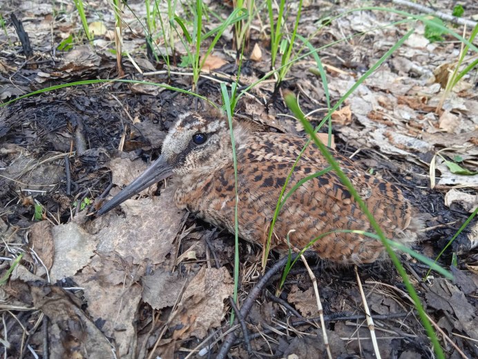 Американский вальдшнеп