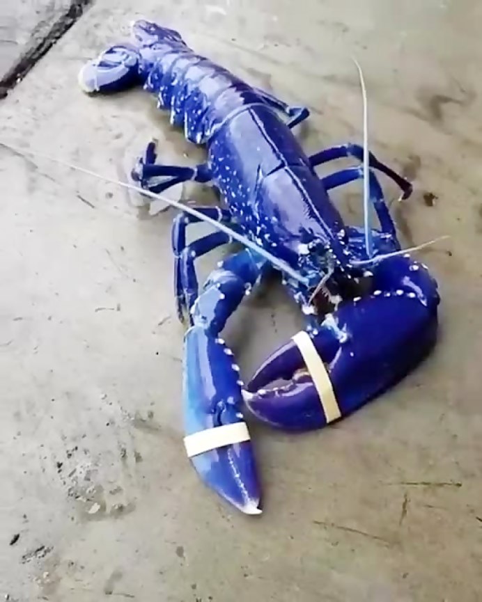 Королевский голубой Омар