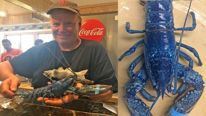Королевский голубой Омар