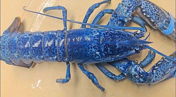 Голубой американский Омар