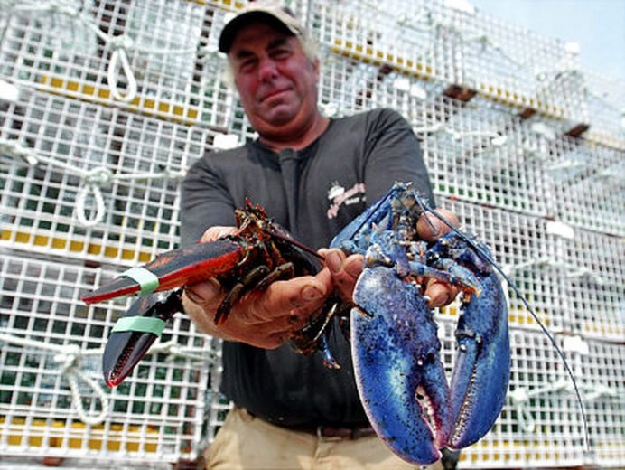 Lobster на синем фоне