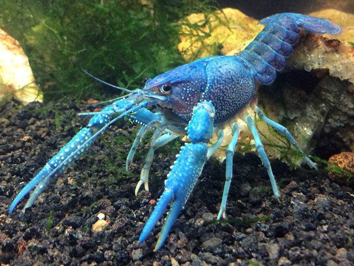 Королевский голубой Омар